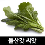 돌산갓 씨앗 갓 종자 갓김치 채소 야채 씨 2000알 : 가람원