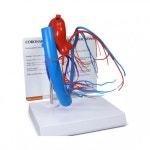 (GPI 인체모형) 관상동맥모형(G2575) : 아람메디