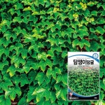 담쟁이넝쿨씨앗 담쟁이덩쿨종자 20립 : 그리디팜