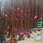 밤나무 옥광밤 묘목 나무 접목1년 특묘 : 씨웨일트리