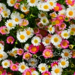 원평소국 [4개 복남이네야생화 모종 오색소국 멕시코데이지 에리게론 erigeron] : 복남이네야생화