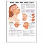 (Anatomical)  두통차트 ( 54x76) NO.9979 : 아람메디