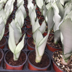 사계절식물  문샤인  문샤인1포트랜덤  산세베리아 실버매니아식물 : 분당장