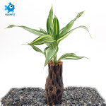 산드리아+초야우드 : 아쿠아펫수족관