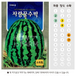 자랑꿀수박 씨앗 종자50립 : 하우투팜