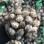 제철 벌교 꼬막 새꼬막 특대 1kg : 맛있는 오늘