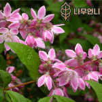 말발도리&만첩빈도리(유키체리블러썸,유키스노우플레이크, 스트로베리 필드) 나무언니 : 나무 언니
