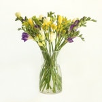 (NEW) 프리지아 - 향기나는 꽃선물 생화 택배 프로포즈 고백 2026학년도 졸업식 입학 꽃구독 : 어니스트플라워