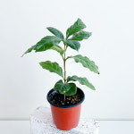 커피 나무 열매 공기정화 식물 키우기 실내 거실 반려 인테리어 : 테라썸