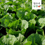 해남 통배추 3통 해남배추 절임 김장용 김치용 : 철수네농장