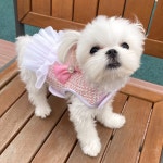 강아지 트위드 하네스 : 스위트멍애견의류샵