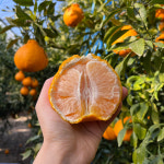 과일꾼 제주도 한라봉 가정용 과일 선물세트 설날 설 명절 : 과일꾼