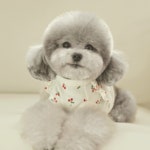 마이앨리스독 체리 프릴 홈웨어 티셔츠 3컬러 사이즈 S-2XL 애견고급옷 애견의류 명품강아지옷 : 마이앨리스독