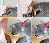 고양이 길냥이 밸런스 영양 사료 노마진 메인캣 닭고기 3kg : 집사들의 놀이터