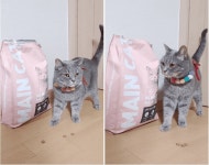 고양이 길냥이 밸런스 영양 사료 노마진 메인캣 닭고기 3kg : 집사들의 놀이터
