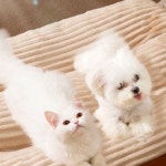 고양이기절방석 리트리버 진돗개 강아지 대형견 침대 : 이레샵몰