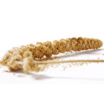 티모시랜드 밀렛스프레드 3P 토끼 기니피그 친칠라간식 먹이 : 작은 친구들