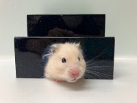 마약 은신처 햄스터은신처 : 도리순이