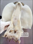 ▶한정수량◀[ 반건조 갑오징어] 냉동보관  안산오언니건어물 오징어의참맛 안산오언니 : 오징어파는언니 안산점