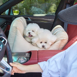 바비숑시즌3 프리미엄 아이보리 강아지 카시트 애견 반려견 펫시트 차시트 에어백 드라이빙킷 : 팜웨이