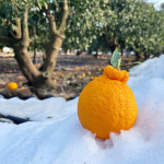 과일꾼 제주도 한라봉 가정용 과일 선물세트 설날 설 명절 : 과일꾼