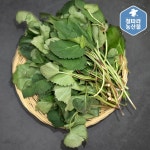 하동 지리산 햇 산 취나물 500g 1kg : 철따라농산물