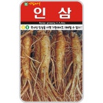 인삼 씨앗 100립 산나물 약초 종자 재래종 토속 민속 채소 아람종묘 : 농사마트