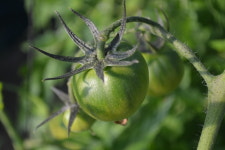 부산 대저 짭짤이 토마토 산지직송 : 청송홈골농원