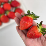 경남 진주 프리미엄 금실 딸기 꽉찬 단맛 고당도 수곡딸기 1kg : 레알팜마켓