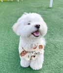 동글 곰돌이 프릴 네임 강아지 고양이 빕 : 댕띠댕띠