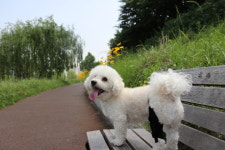 강아지 슬개골탈구 무릎 보호대 예방 재활 소중형견 1-16kg : 펫츠오앤피