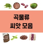 세계종묘 곡물류 완두콩 강낭콩 작투콩 씨앗 : 농약사유