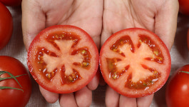 내가 키우는 완숙토마토모종 5주-40주 텃밭 베란다 : 한입두잇