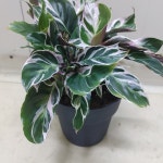 퓨전화이트  최상급 : 뉴그린 몰