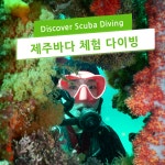 제주 체험 다이빙 padi교육 스킨스쿠버 서귀포다이빙 : 아쿠아마린 본점