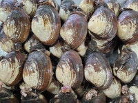 리리파파 왕우럭조개 1kg : 리리파파농수산