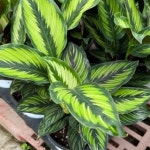 칼라데아 뷰티스타  1포트 : 분당장