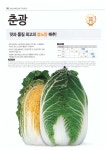 춘광배추 2000립 봄배추 씨앗 사카타코리아 : 농사마트