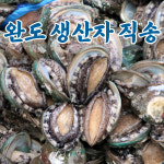 산지직송 완도 제철 살아있는 전복 1kg (6~60미) : 내고향 농수산