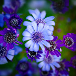 블루데이지(별청화국) 씨앗 20알 : 모야모가든센터