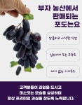 씨없는 고당도 청포도 어톰크리스피 아삭아삭 애플청포도  톰슨청포도 : 부자농산