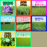 천연 잔디 씨앗 법면녹화보호 사방공사 산소효도 알팔파 씨 1Kg : 모두의가든