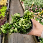 꼬불호야 230210 : 플로스토어