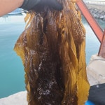 완도산 염장 해조류 미역줄기 다시마 꼬시래기 곰피 톳 미역 1kg 2kg 4kg 10kg : 초록수산