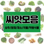 세계종묘 원예 엽채류 과채류 구근류 과수류 씨앗 : 농약사유