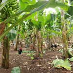 국내산 산청 유기농 바나나 1.5kg 2.5kg : 드기네농수산