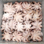 바다사람들 손질 세척 통문어 - 국내산 문어 한마리 제수용 잔치용 돌문어 활문어 생물 냉동 : 바다 사람들