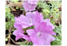 머스크멜로 멜로우 씨앗 30립 : JWon Flower