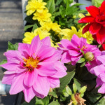 다알리아 씨앗 꽃씨 야생화 텃밭 100립 : 힐루아가든