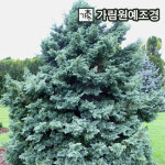 블루버드 삽목2년생 4치포트 상록수 정원수 가림원예조경 : 가림원예조경